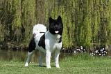 AKITA AMERICAIN 445